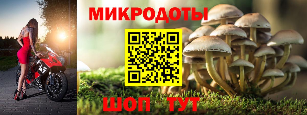 Псилоцибиновые грибы Psilocybe Партизанск